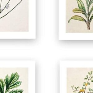 the six specimens (ink inc. vintage botanical prints — forest plants, set of 6)