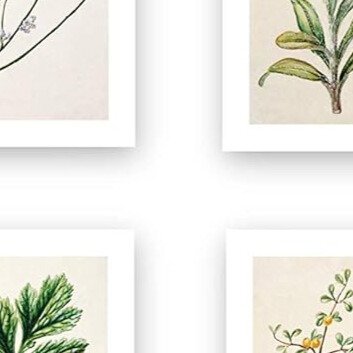 the six specimens (ink inc. vintage botanical prints — forest plants, set of 6)